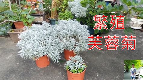 芙蓉菊種植